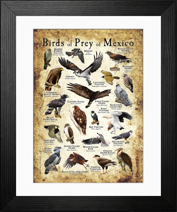 Framed Print : Birds of Prey of Mexico Framed Print : Birds of Prey of Mexico