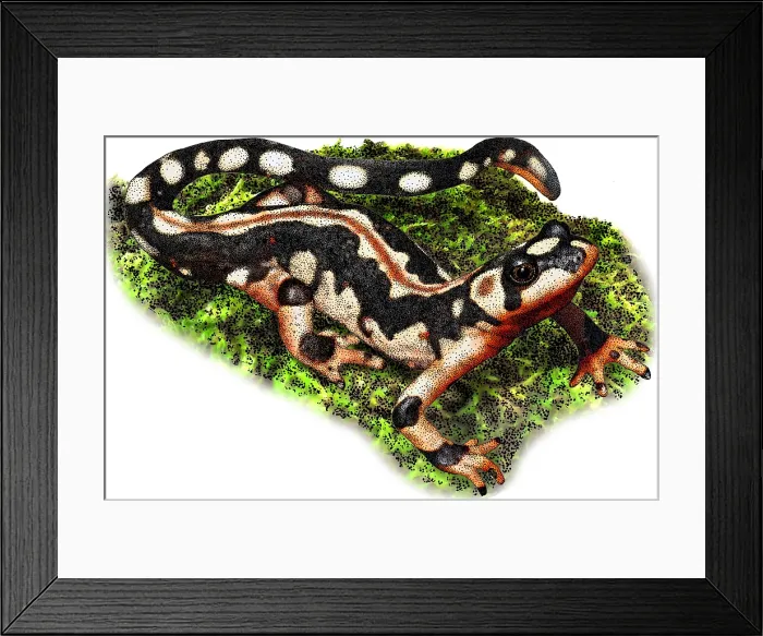 Framed Print : Kaisers spotted newt Framed Print : Kaisers spotted newt