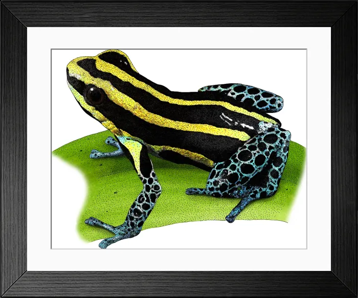Framed Print : Reticulated Poison Frog, Illustration Framed Print : Reticulated Poison Frog, Illustration