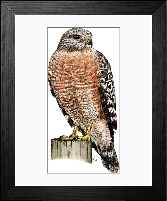 Framed Print : Red-shouldered Hawk Framed Print : Red-shouldered Hawk