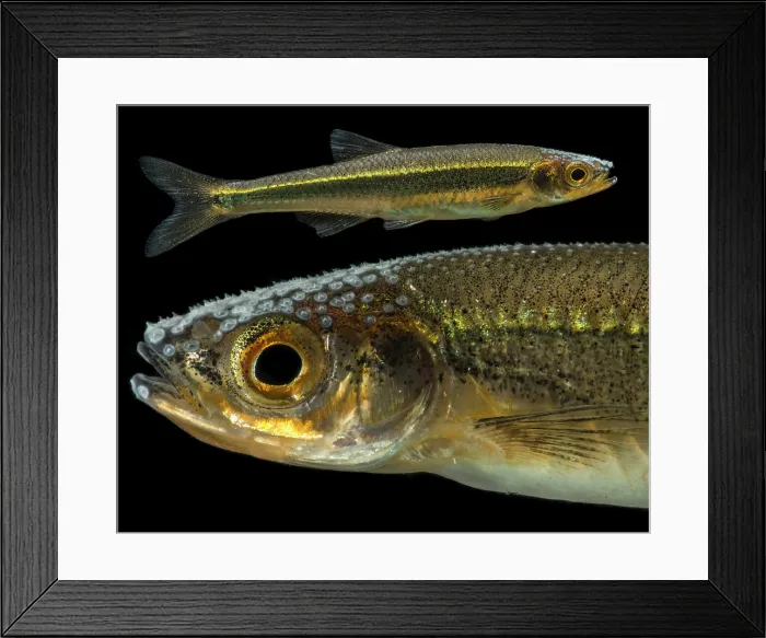 Framed Print : Mountain Shiner (Lythrurus lirus) Framed Print : Mountain Shiner (Lythrurus lirus)