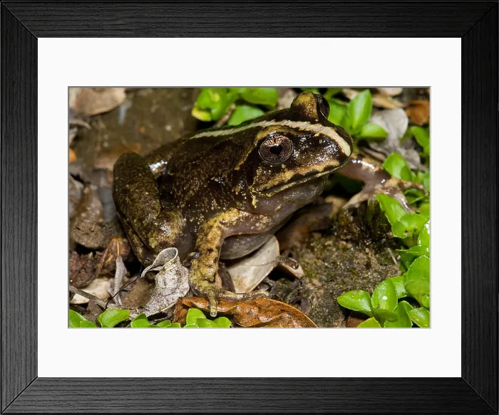 Framed Print : Valdivia Ground Frog