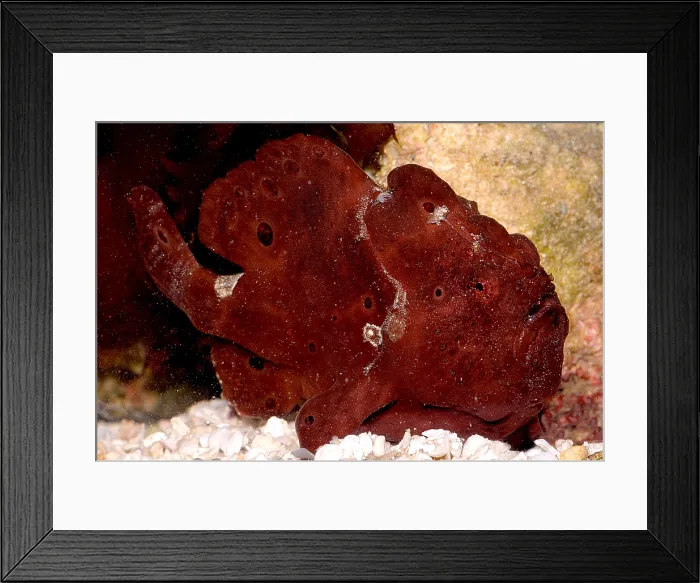 Framed Print : Commerson's Frogfish Framed Print : Commerson's Frogfish
