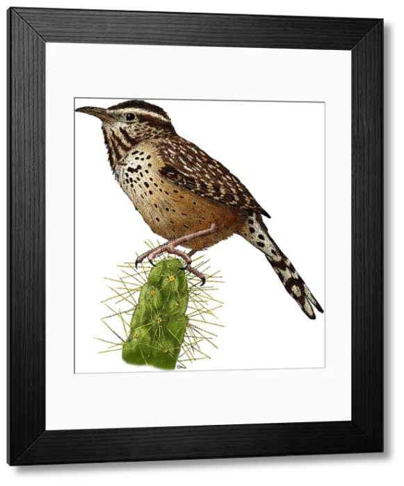 Framed Print : Cactus Wren Framed Print : Cactus Wren