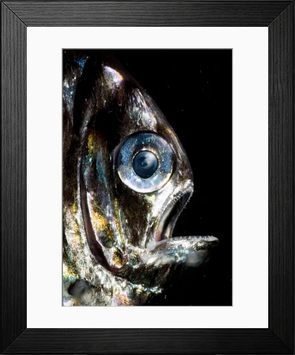 Framed Print : Deep Sea Hatchetfish Framed Print : Deep Sea Hatchetfish