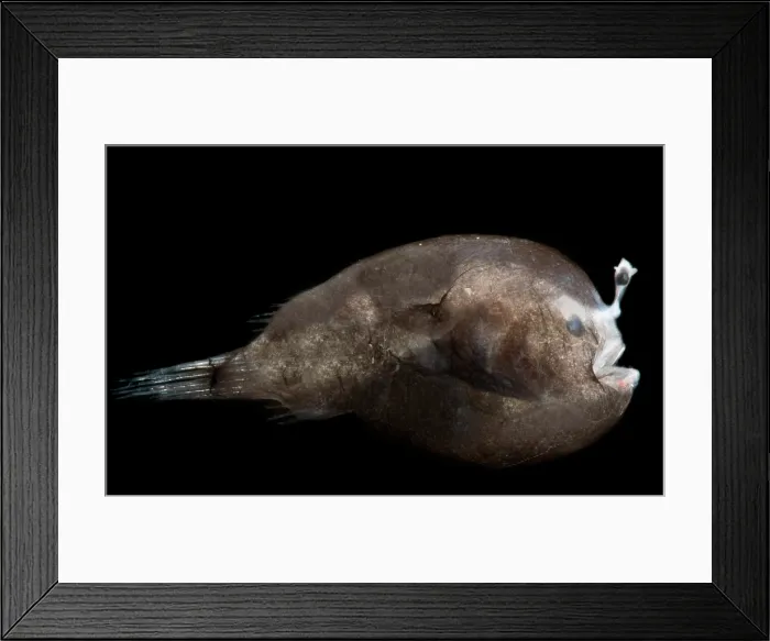 Framed Print : Dreamer, Oneirodidae