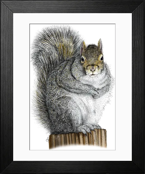 Framed Print : Eastern Gray Squirrel Framed Print : Eastern Gray Squirrel