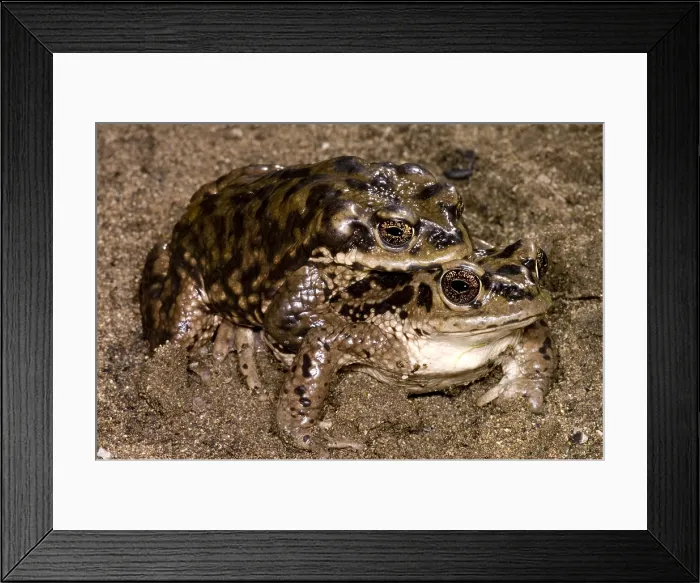 Framed Print : Chilean Toads breeding Framed Print : Chilean Toads breeding