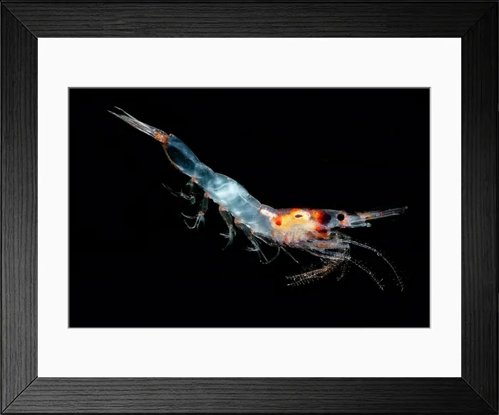 Framed Print : Mesopelagic shrimp (Sergestes henseni) Framed Print : Mesopelagic shrimp (Sergestes henseni)