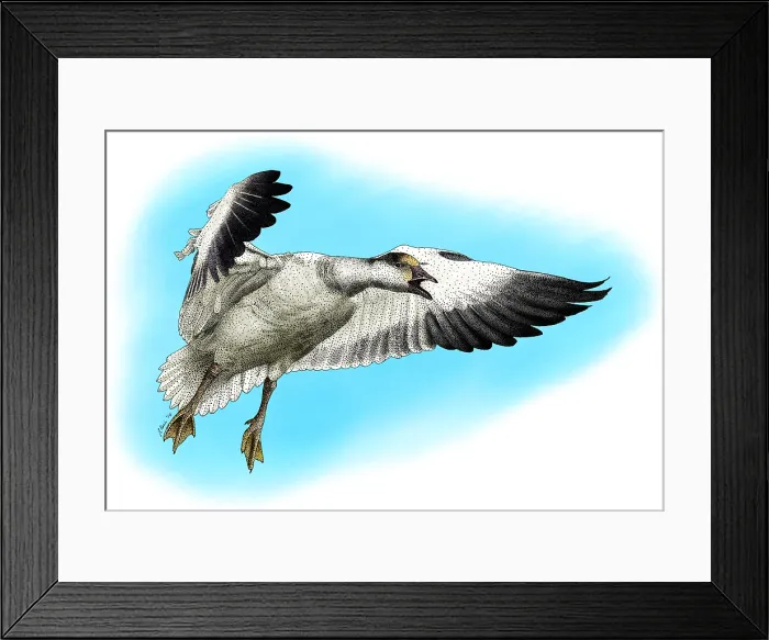 Framed Print : Snow Goose Framed Print : Snow Goose