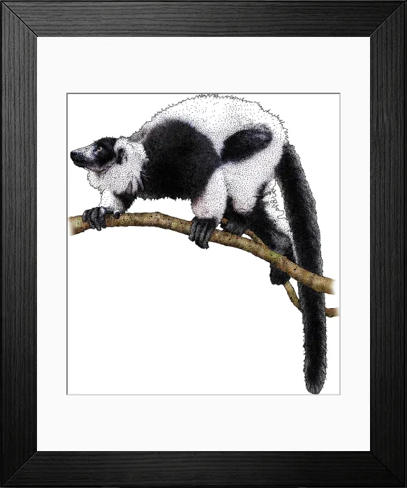 Framed Print : Black-and-white Ruffed Lemur, Illustration Framed Print : Black-and-white Ruffed Lemur, Illustration