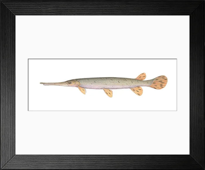 Framed Print : Longnose Gar Framed Print : Longnose Gar