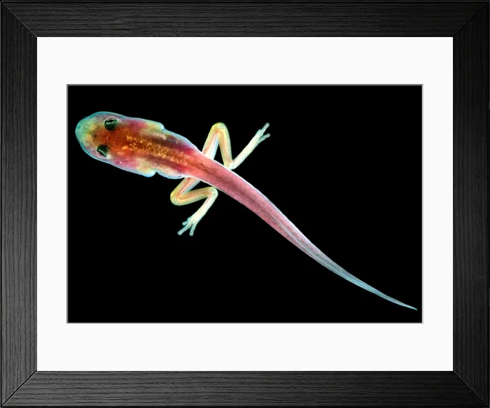 Framed Print : Fringe-limbed Glass Frog Tadpole Framed Print : Fringe-limbed Glass Frog Tadpole