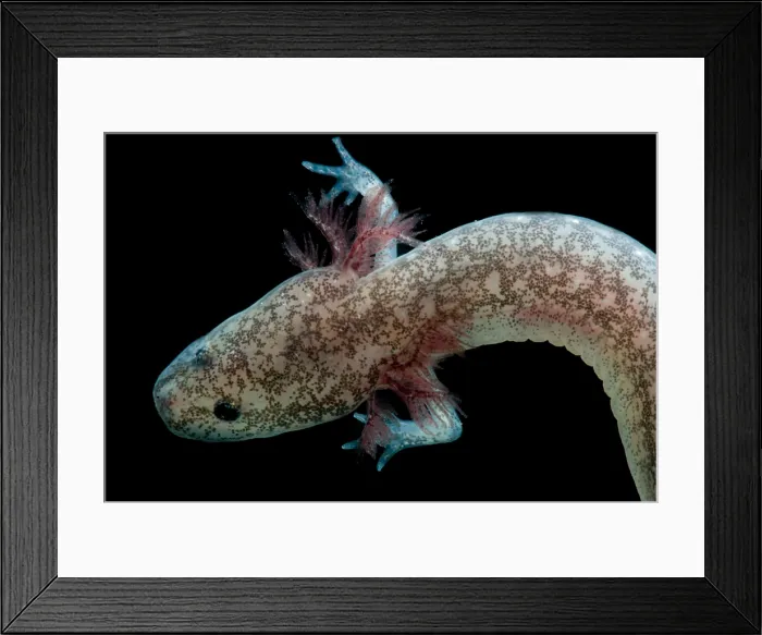 Framed Print : Cascades Caverns Salamander Framed Print : Cascades Caverns Salamander
