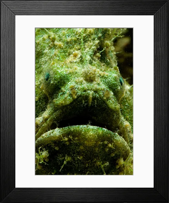 Framed Print : Frogfish, Antennarius sp. are some of the most cryptic predators found Framed Print : Frogfish, Antennarius sp. are some of the most cryptic predators found