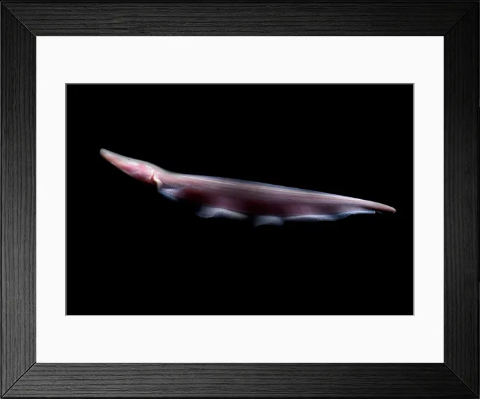 Framed Print : Pink Dolphin Knifefish Framed Print : Pink Dolphin Knifefish