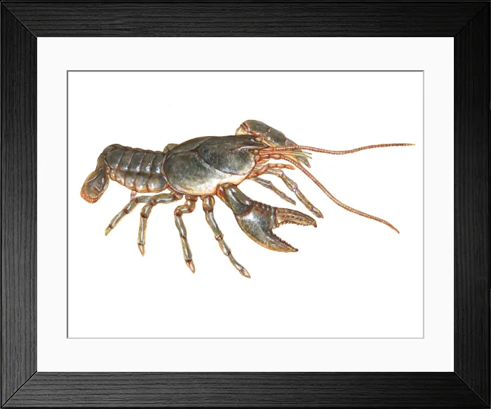 Framed Print : Crayfish, Illustration Framed Print : Crayfish, Illustration