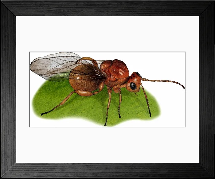Framed Print : Gall Wasp. Gall wasp, Andricus quercuscalifornicus Framed Print : Gall Wasp. Gall wasp, Andricus quercuscalifornicus