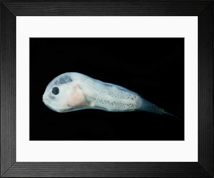Framed Print : Larval Leftvent, Linophrynidae Framed Print : Larval Leftvent, Linophrynidae