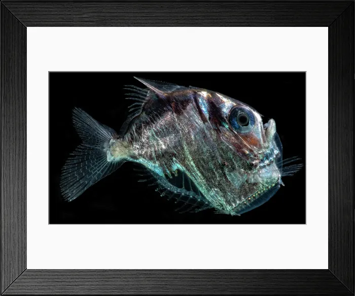 Framed Print : Diaphanous Hatchetfish (Sternoptyx diaphana)