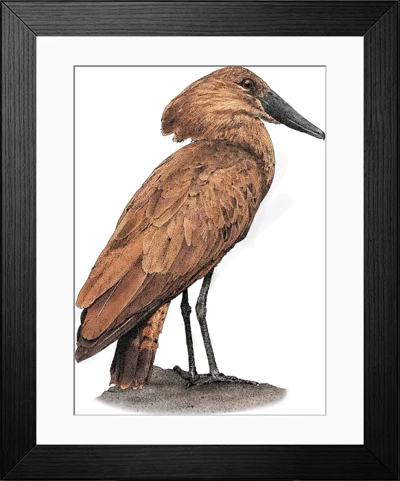 Framed Print : Hamerkop. Illustration of a Hamerkop (Scopus umbretta) Framed Print : Hamerkop. Illustration of a Hamerkop (Scopus umbretta)
