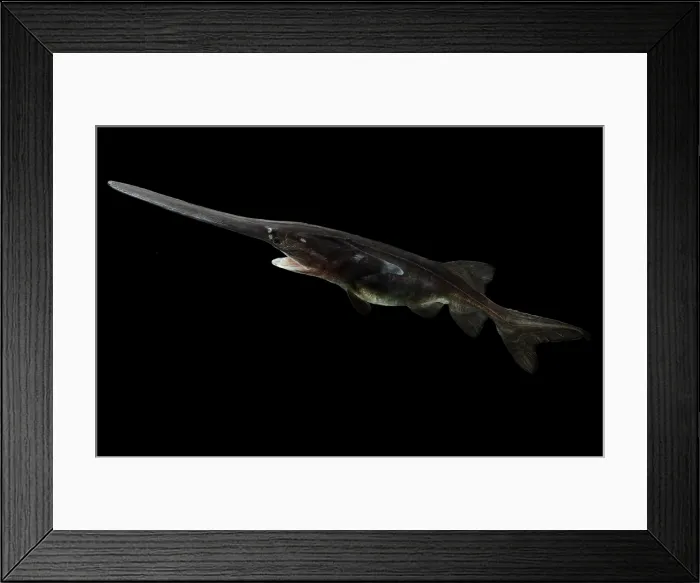 Framed Print : American Paddlefish