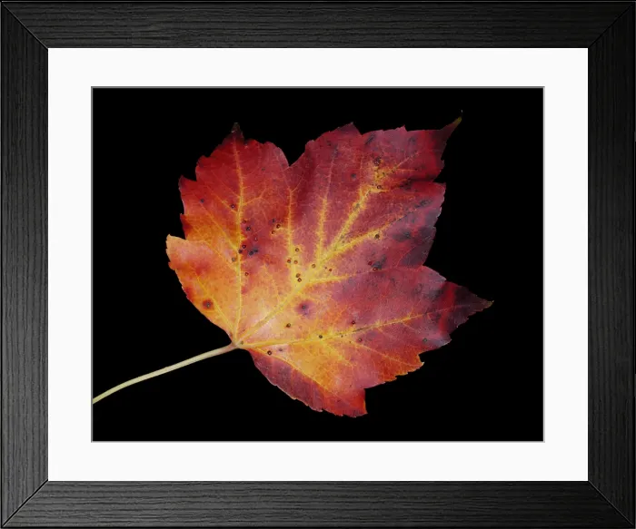 Framed Print : Maple Leaf Framed Print : Maple Leaf