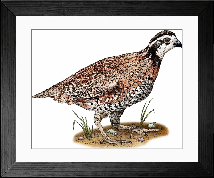 Framed Print : Northern bobwhite quail
