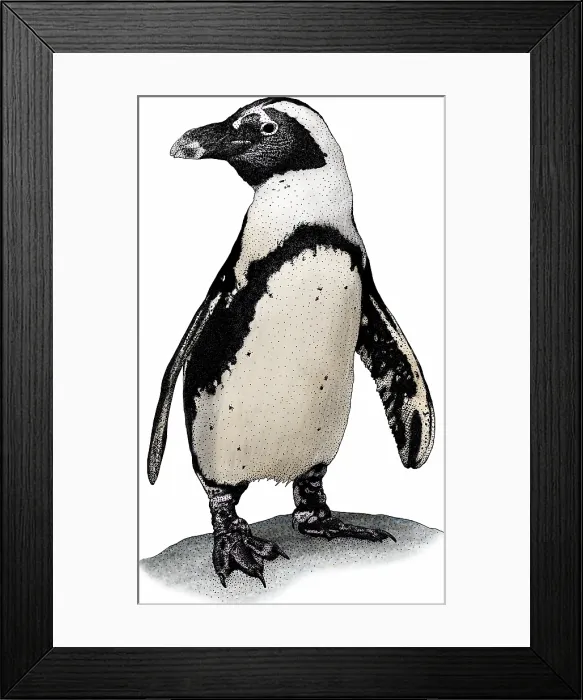Framed Print : African penguin