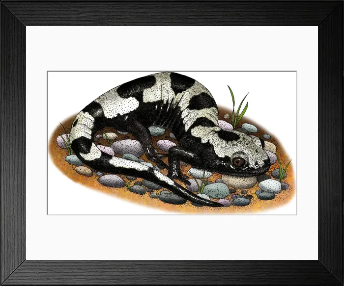 Framed Print : Marbled Salamander Framed Print : Marbled Salamander