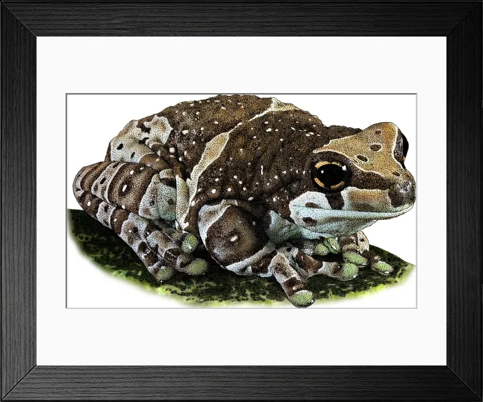 Framed Print : Amazon Milk Frog, Illustration Framed Print : Amazon Milk Frog, Illustration