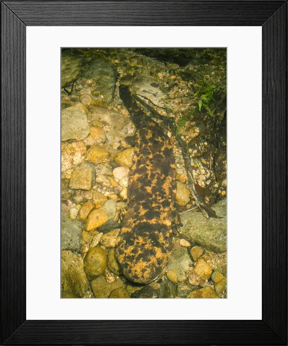 Framed Print : Japanese Giant Salamander Framed Print : Japanese Giant Salamander