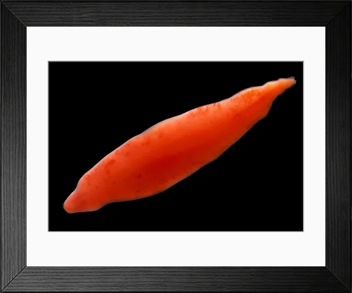 Framed Print : Deep Water Flatworm Framed Print : Deep Water Flatworm