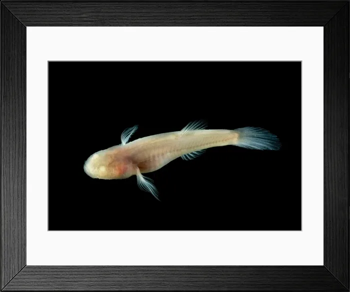 Framed Print : Southern Cave Fish