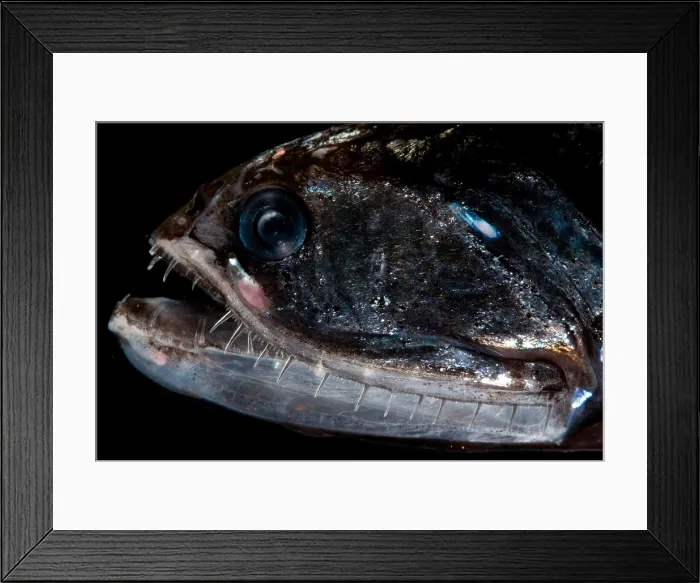 Framed Print : Elongated Loosejaw Framed Print : Elongated Loosejaw