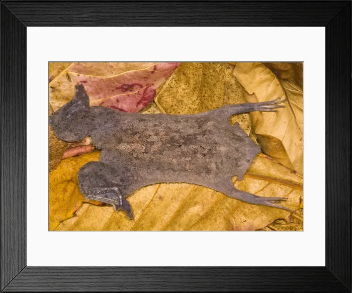 Framed Print : Surinam Toad Framed Print : Surinam Toad