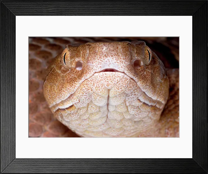 Framed Print : Copperhead, Agkistrodon contortrix