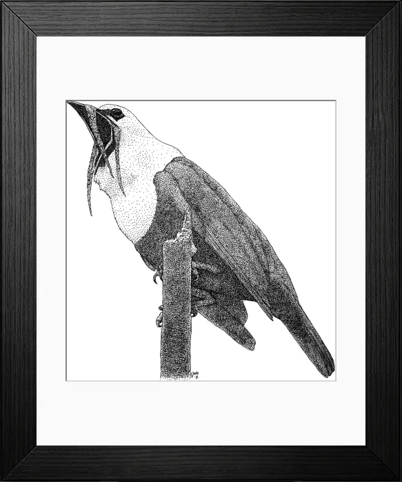 Framed Print : Three Wattled Bell Bird Framed Print : Three Wattled Bell Bird