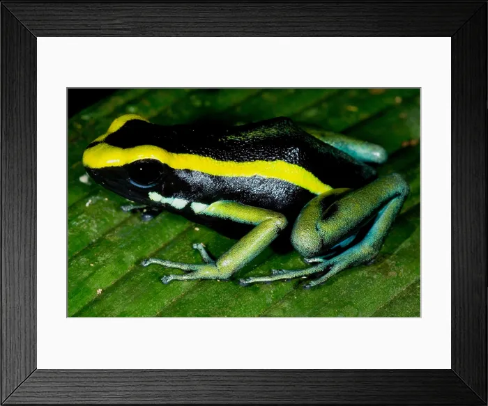 Framed Print : Three-striped Poison Frog Framed Print : Three-striped Poison Frog