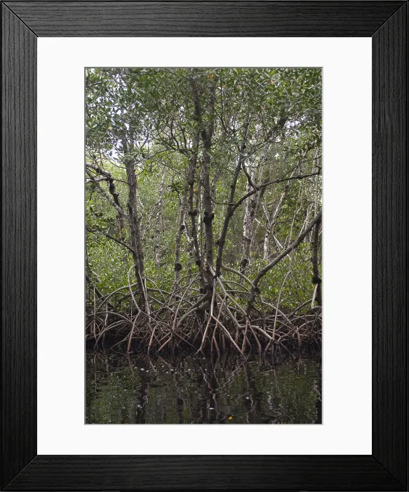 Framed Print : Red Mangrove Swamp, Florida Framed Print : Red Mangrove Swamp, Florida
