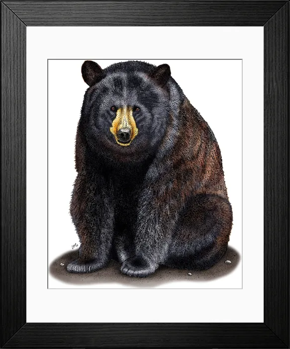 Framed Print : American Black Bear Framed Print : American Black Bear