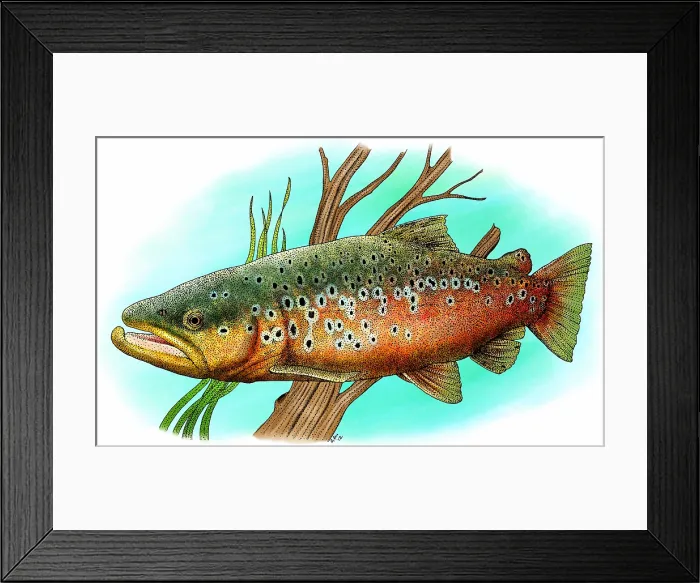 Framed Print : Brown trout