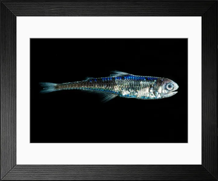 Framed Print : Coco's Lanternfish (Gonichthys cocco)