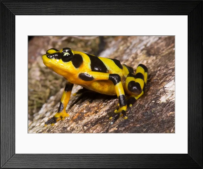 Framed Print : Harlequin Toad