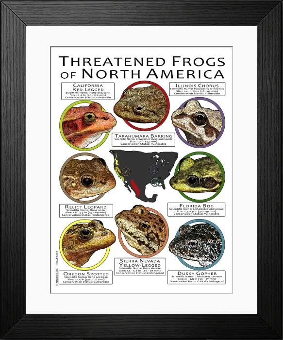 Framed Print : Endangered Frogs of North America Framed Print : Endangered Frogs of North America