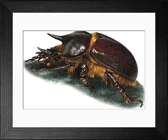 Framed Print : Gopher Beetle, Illustration Framed Print : Gopher Beetle, Illustration