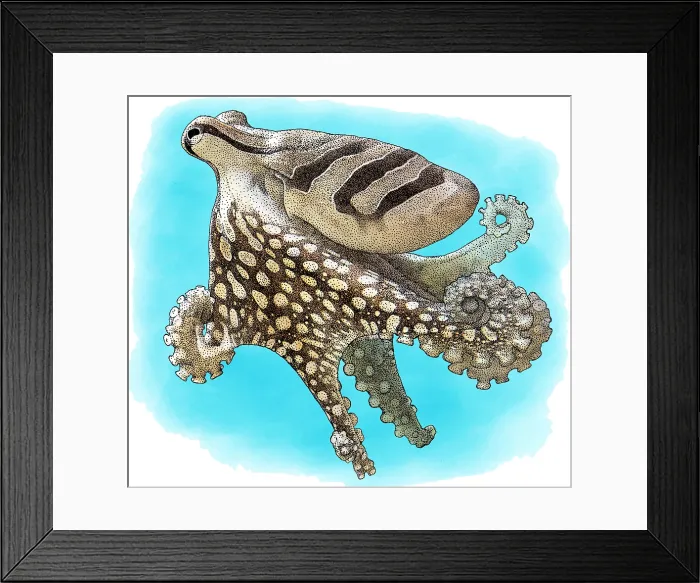 Framed Print : Larger Pacific Striped Octopus, Illustration Framed Print : Larger Pacific Striped Octopus, Illustration