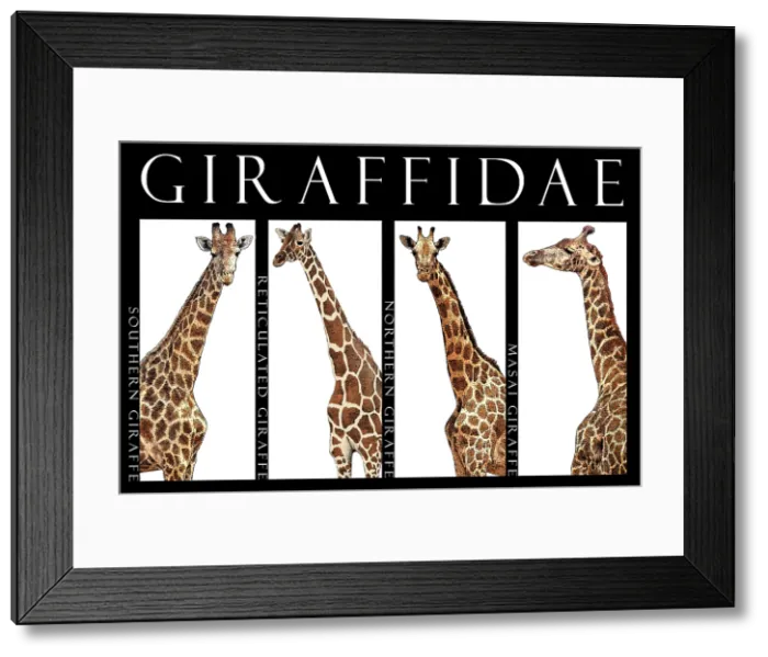 Framed Print : Giraffes, Poster Framed Print : Giraffes, Poster