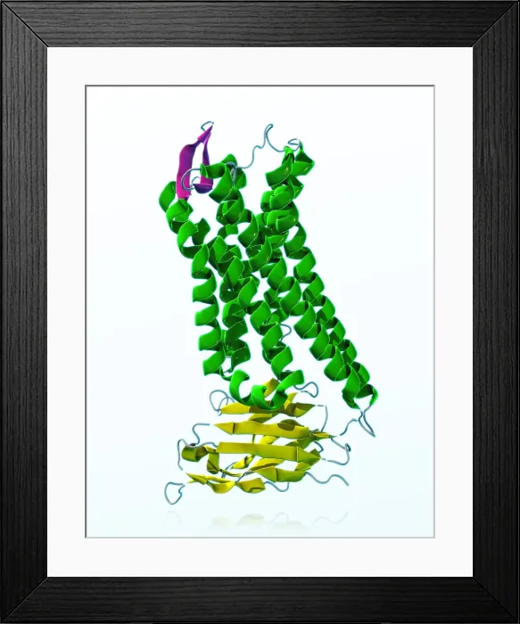 Framed Print : Mu-Opioid Receptor, molecular model