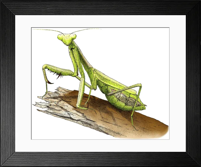 Framed Print : California Praying Mantis Framed Print : California Praying Mantis